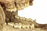 Fossil Cave Bear (Ursus Spelaeus) Skull - Romania #227515-11
